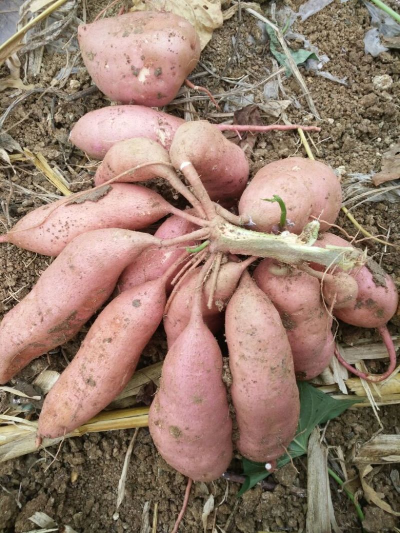 宜城红薯《龙薯9号》3两以上黄心个头均匀货源充足