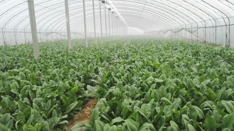 菠菜30~35厘米