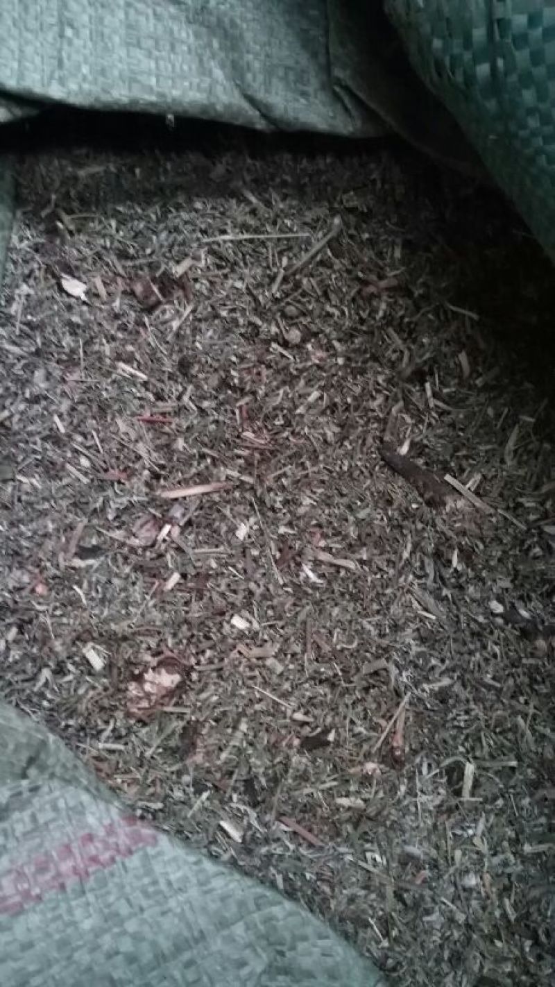 翻白草
