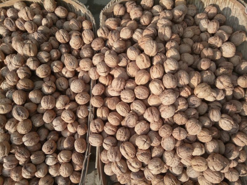 绵核桃30mm以上去皮干