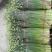 韭菜头茬