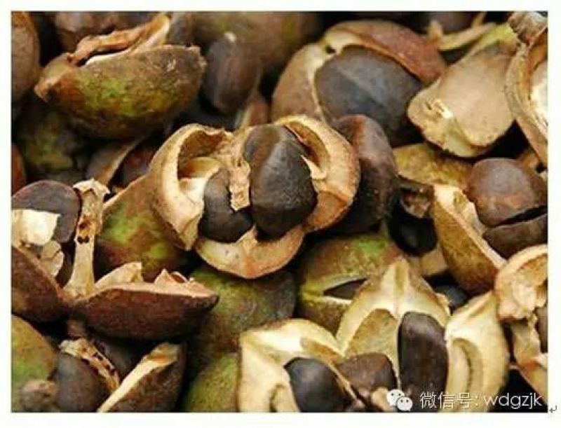 茶树油