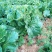 青麻叶大白菜4~6斤