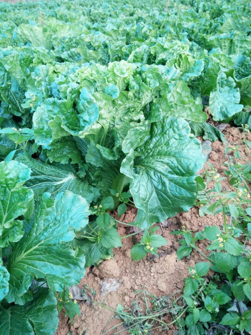 青麻叶大白菜4~6斤