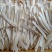木薯3两以上白心