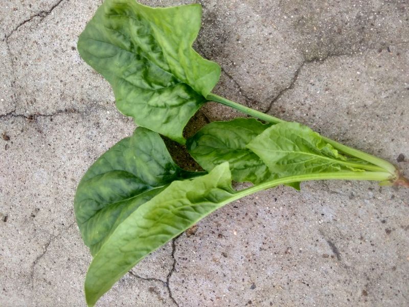 秋菠菜15~20厘米