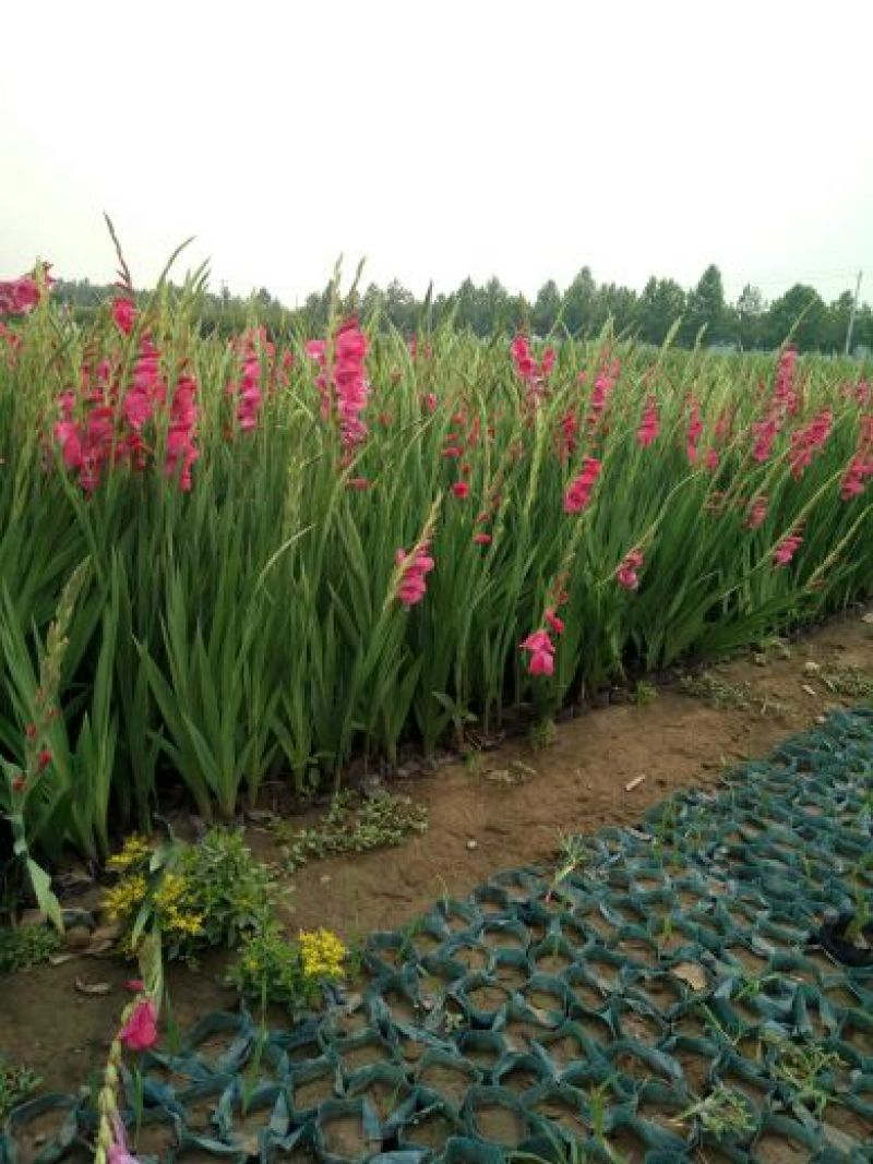金盏菊