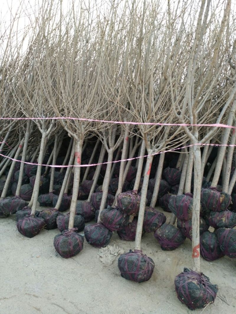 樱花树