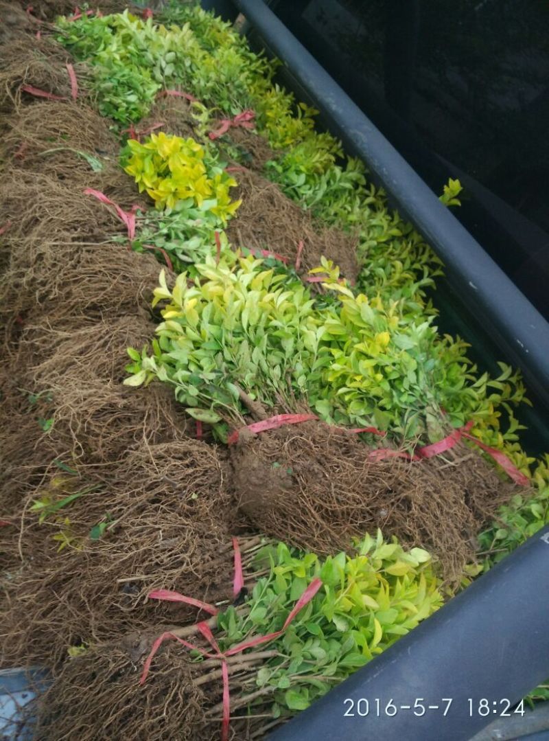 金叶女贞金叶女贞苗金叶女贞小苗包邮发货