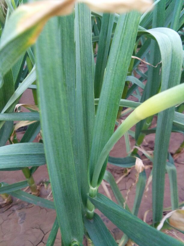 蒜苔河北邯郸肥乡县_批发_供应-一亩田农业网