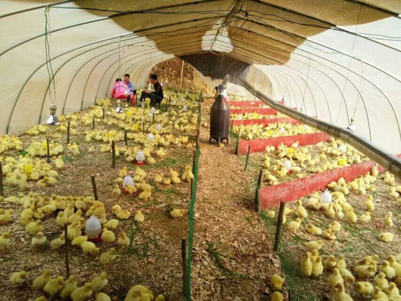 皖西白鹅鹅苗250g以下