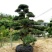红豆杉苗20~30cm50~60cm70~80cm