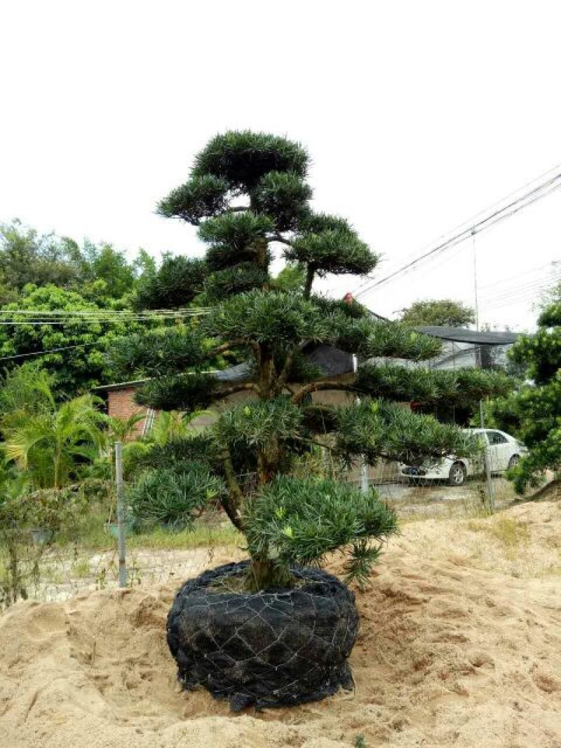 红豆杉苗20~30cm50~60cm70~80cm