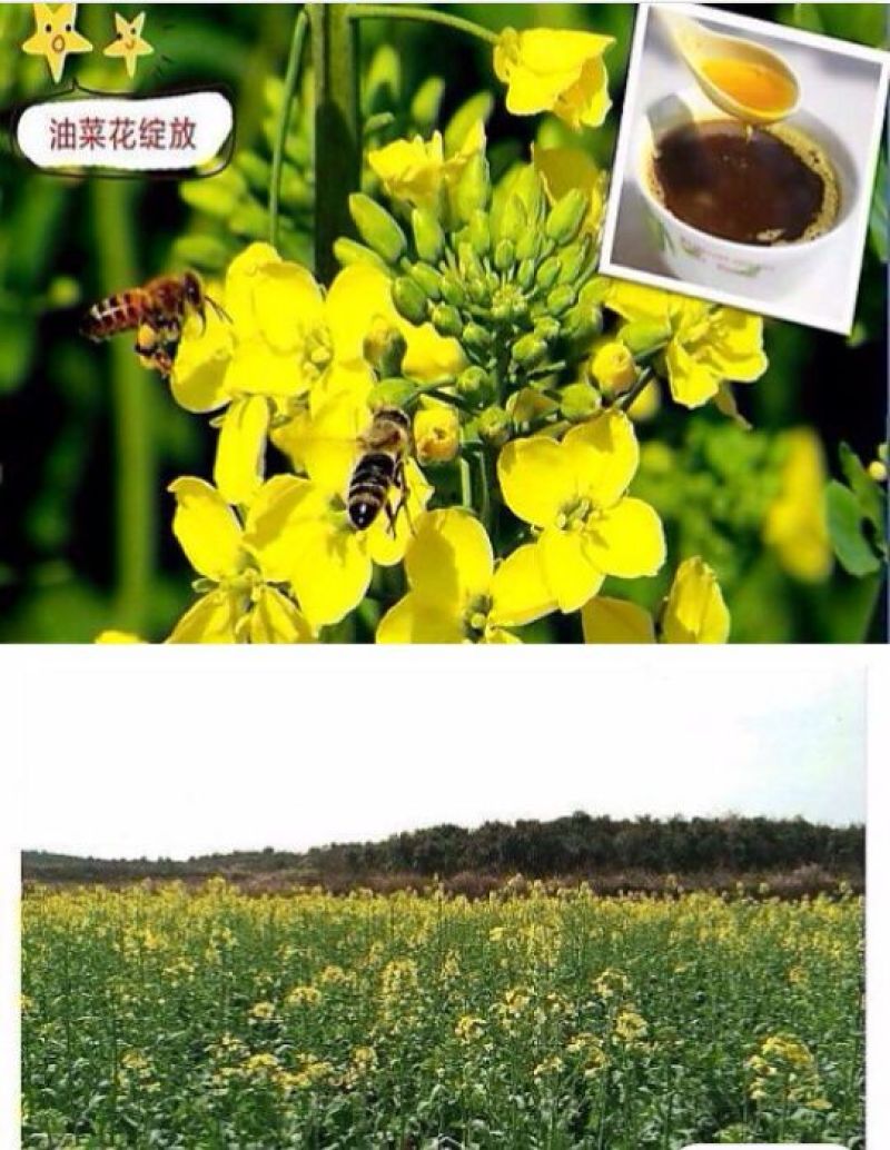 压榨菜籽油