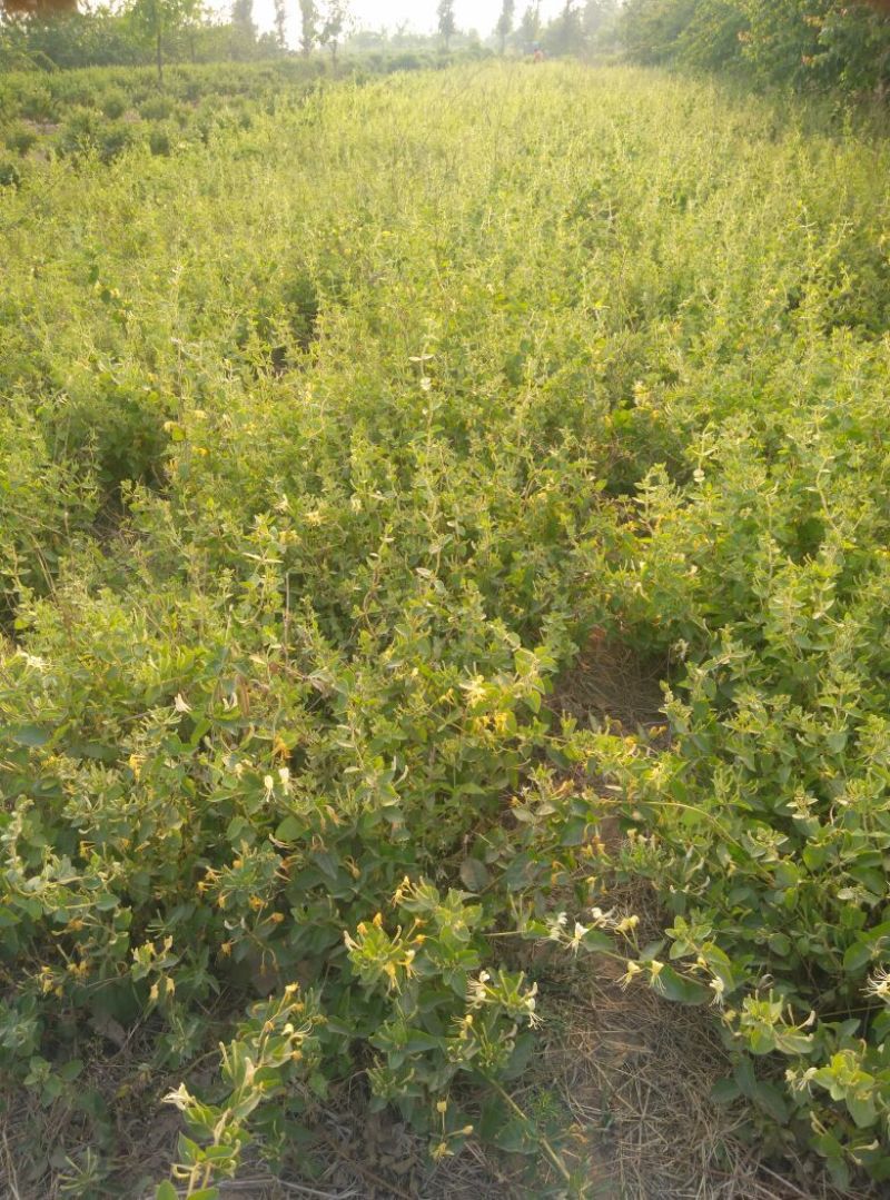 金银花树苗