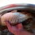 池鲤鱼食用7两