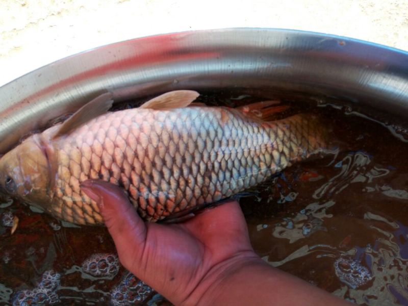 池鲤鱼食用7两