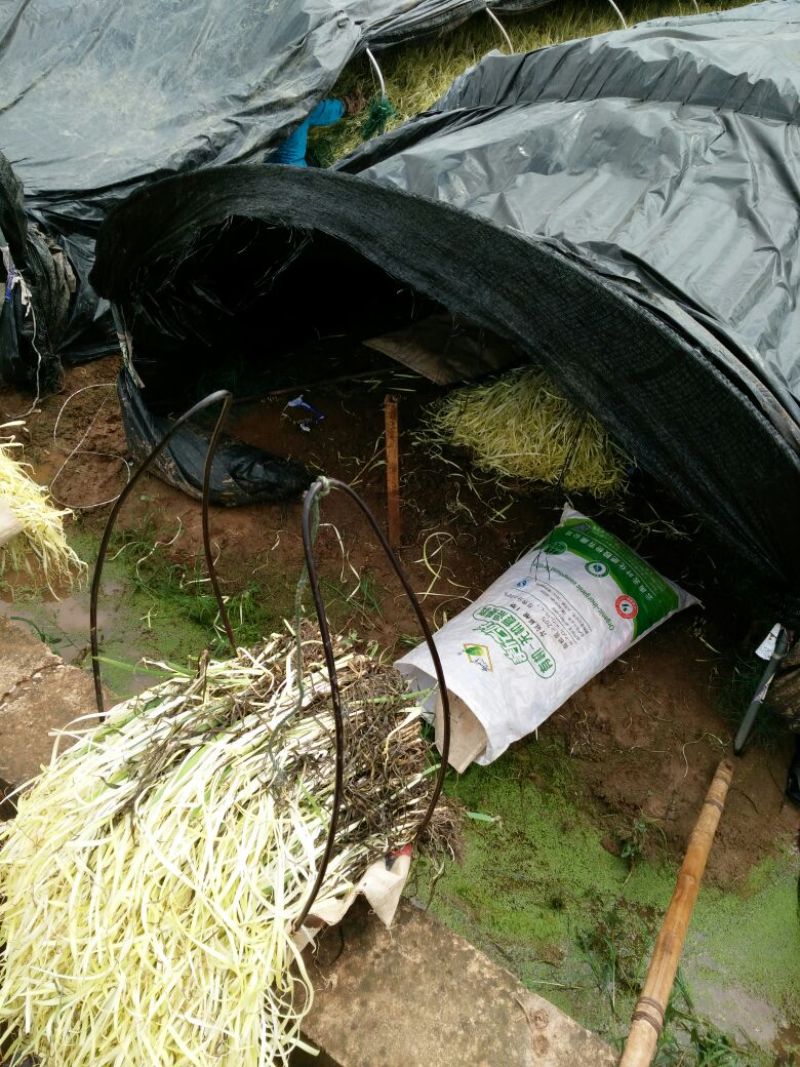 韭黄头茬30~40公分