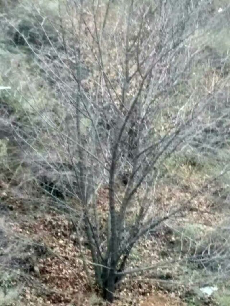 五角枫261~300cm
