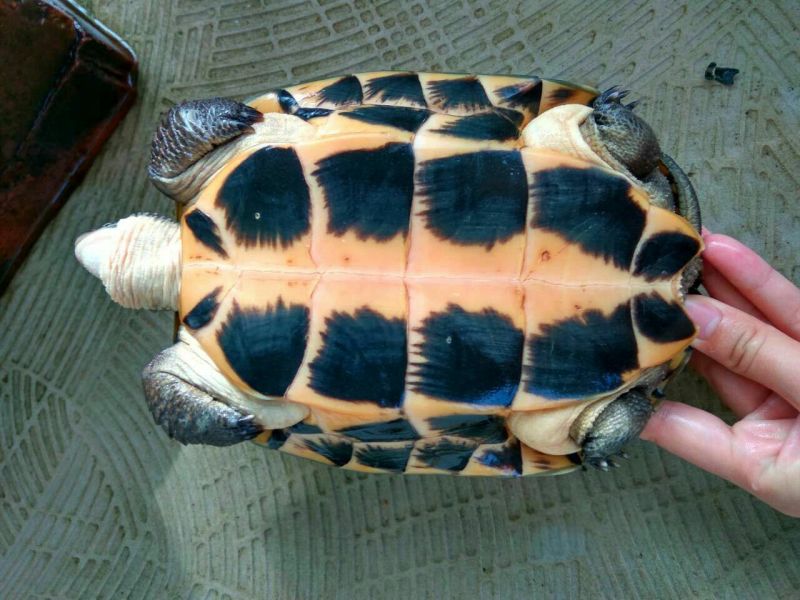 鳖