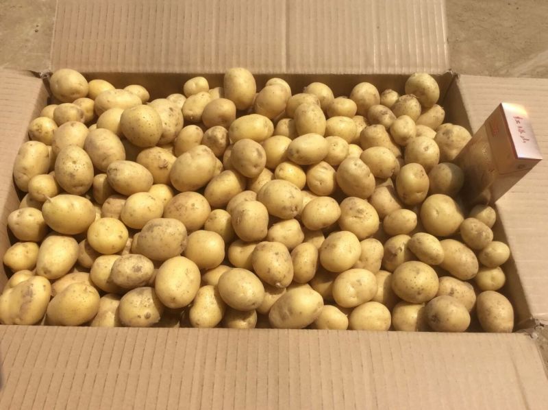 荷兰十五黄心黄心小土豆1两以下，油炸专用小土豆