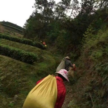 福鼎白茶