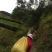 福鼎白茶