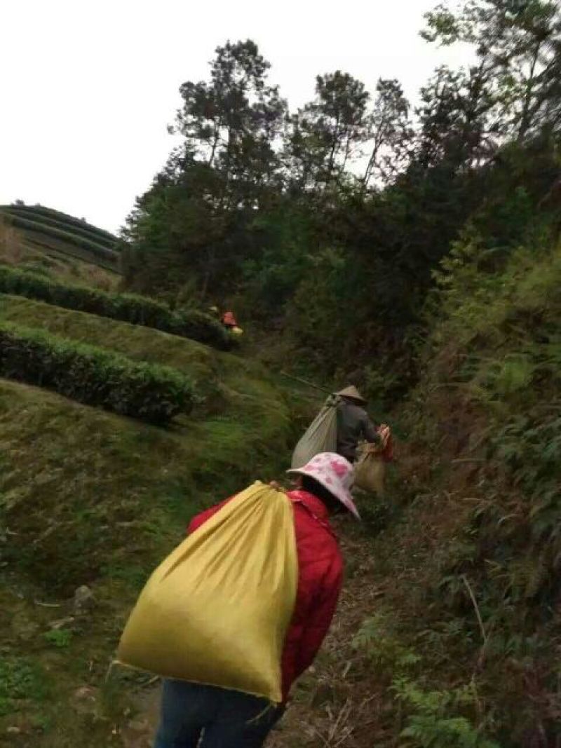 福鼎白茶