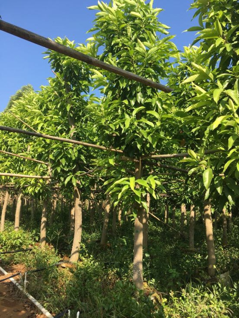 白玉兰