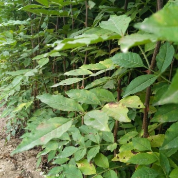 花椒苗产量大成活率高