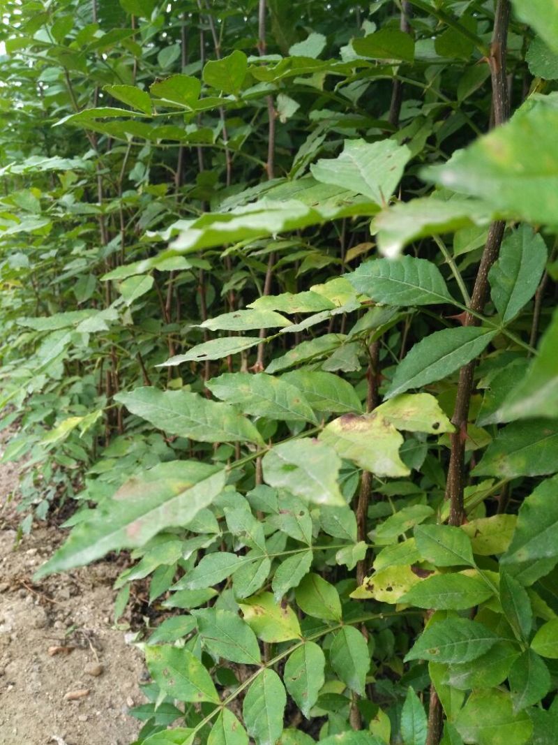 花椒苗产量大成活率高