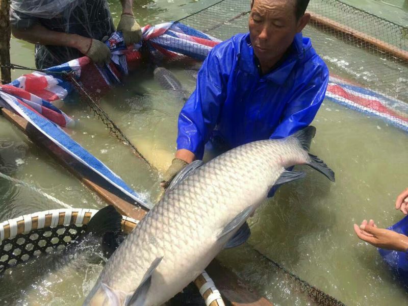 青鱼