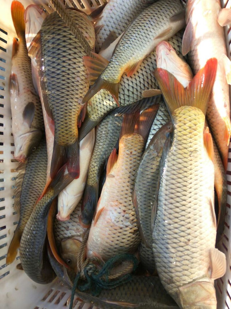 河鲤鱼食用1~2公斤