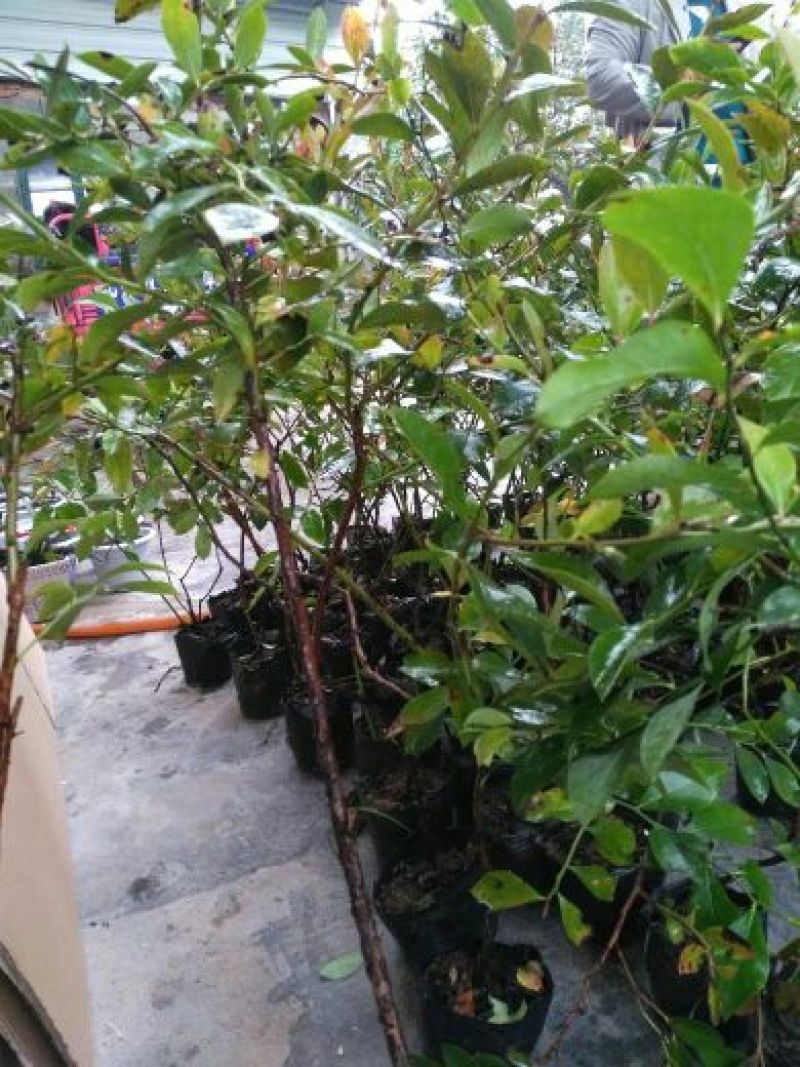 蓝莓苗30~50cm1~2年