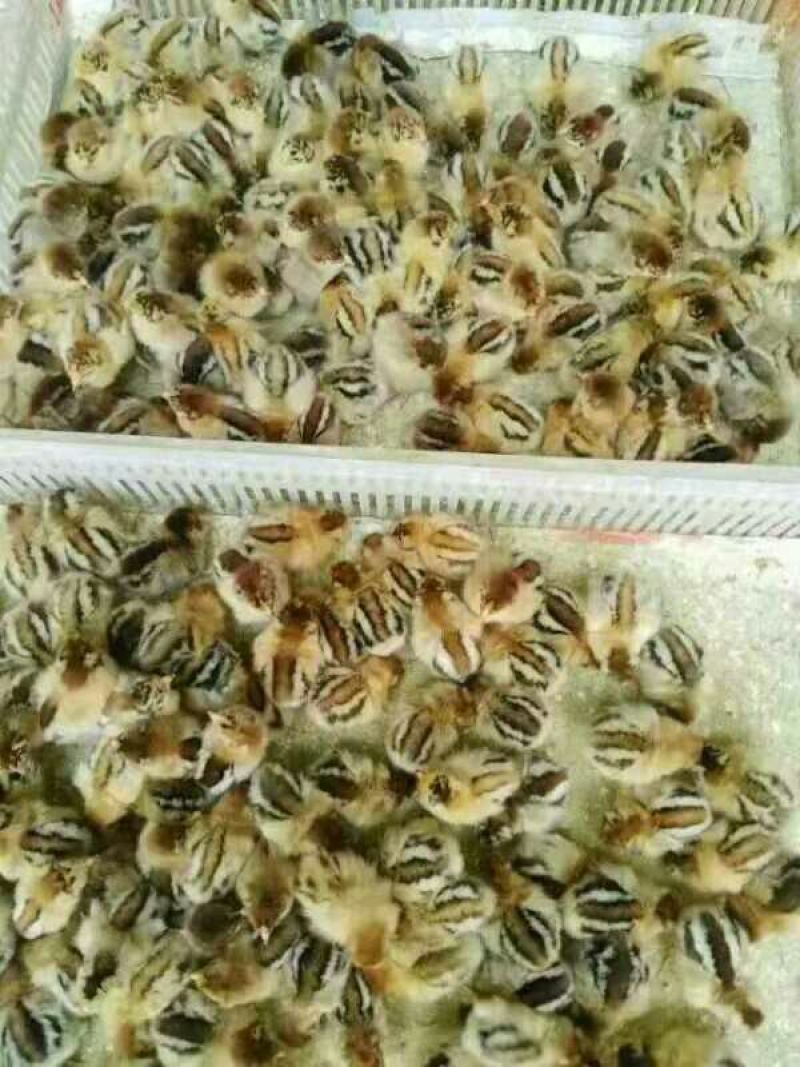 鸡苗35~45克出壳苗