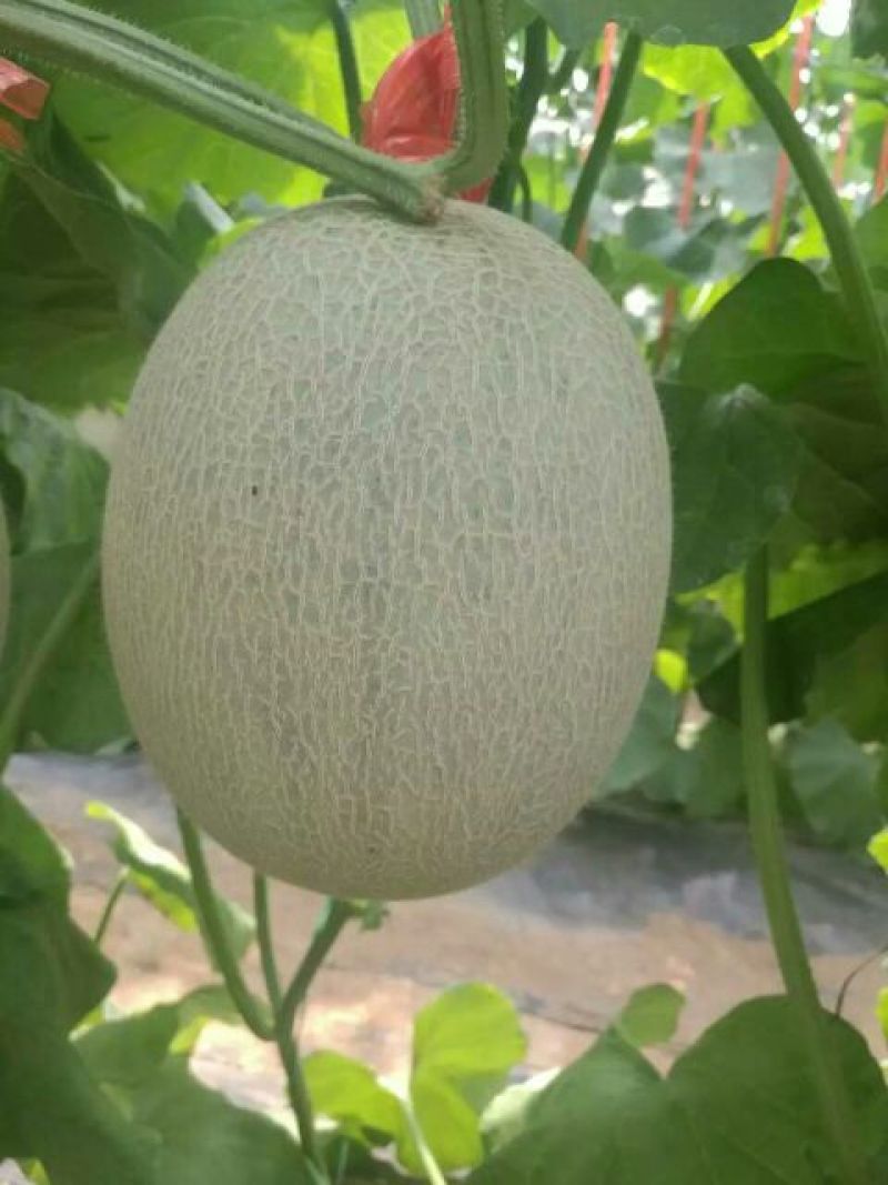 网纹瓜3斤以上椭圆形