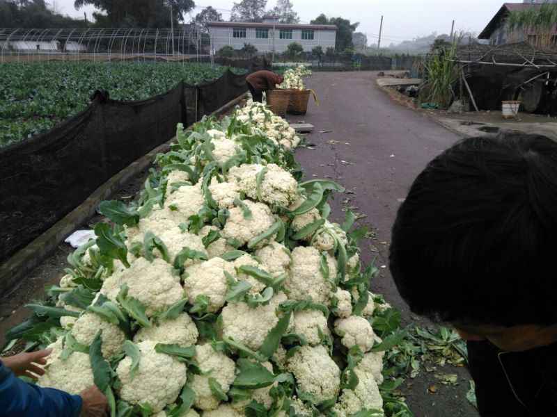 白花菜散装