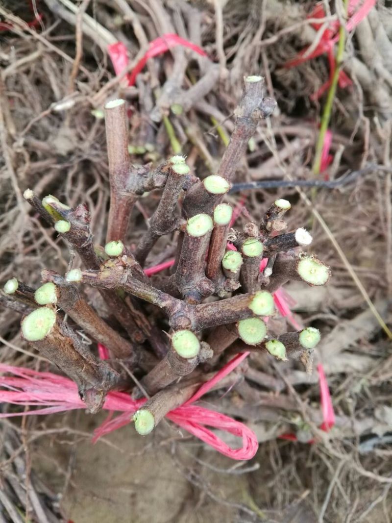 户太八号葡萄苗1年30~50cm