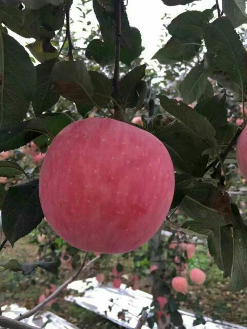 洛川富士苹果纸袋红富士冷库洛川纸袋红富士苹果供应