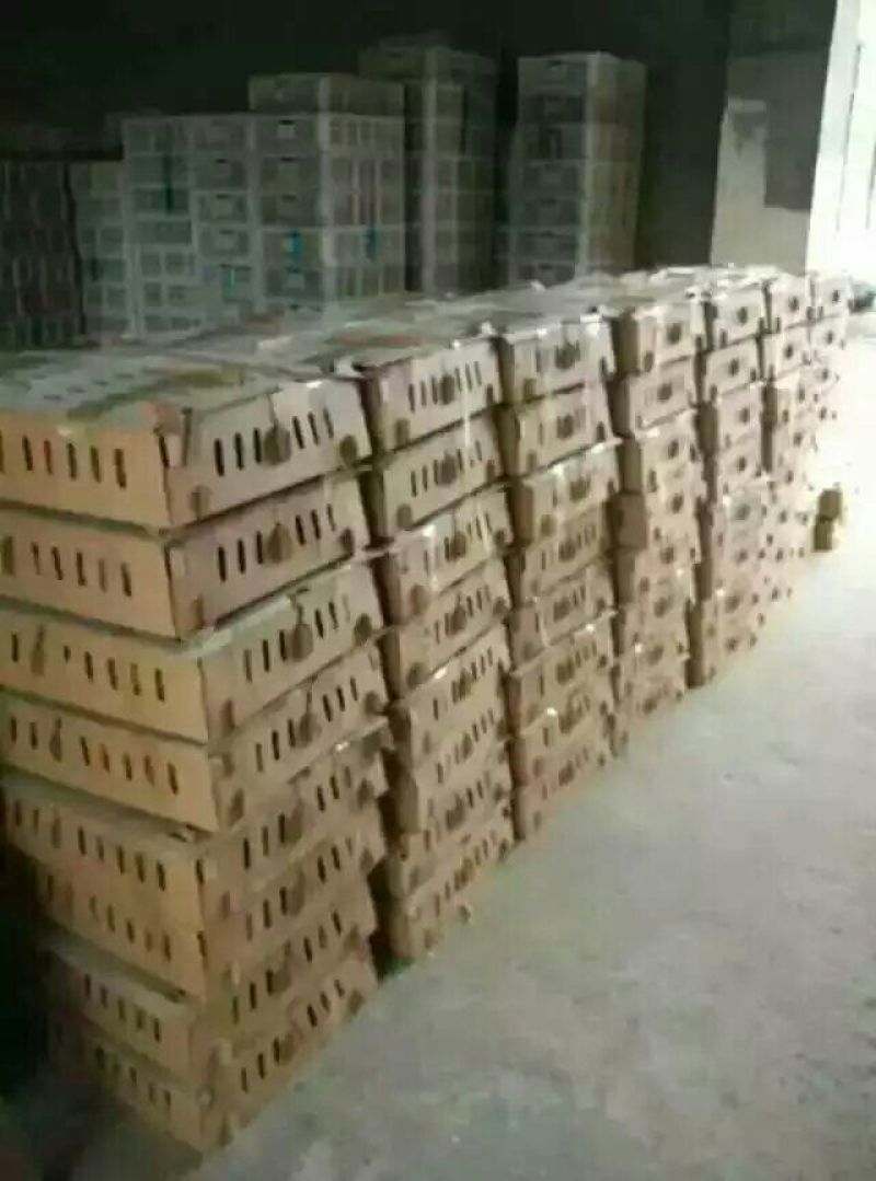 狮头鹅苗250g以上