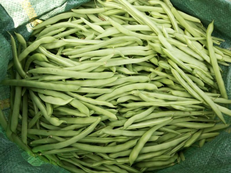 豆角15厘米以上