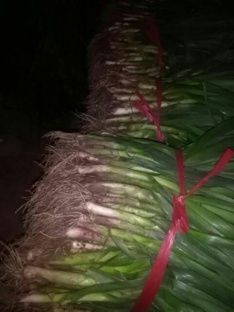 蒜苗质量保证，来就装货。