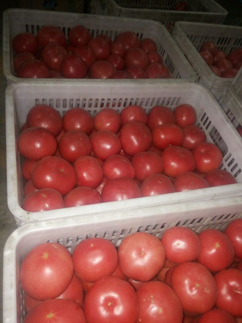 硬粉西红柿硬粉弧三以上