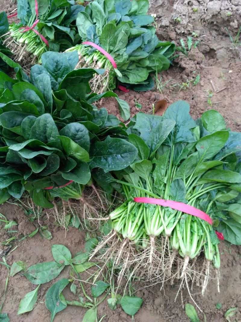 大叶菠菜15~20厘米