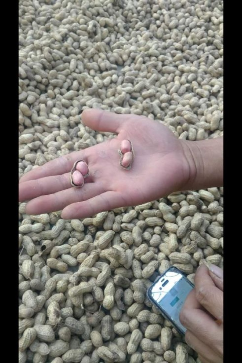白沙系列