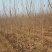 玉兰苗地栽苗80cm以上