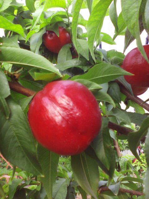 油桃_单个果重:3两以上 包装方式:纸箱 _高大路