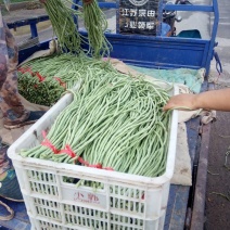 万亩优质大棚长豆角，可对接商超，批发，大量供应