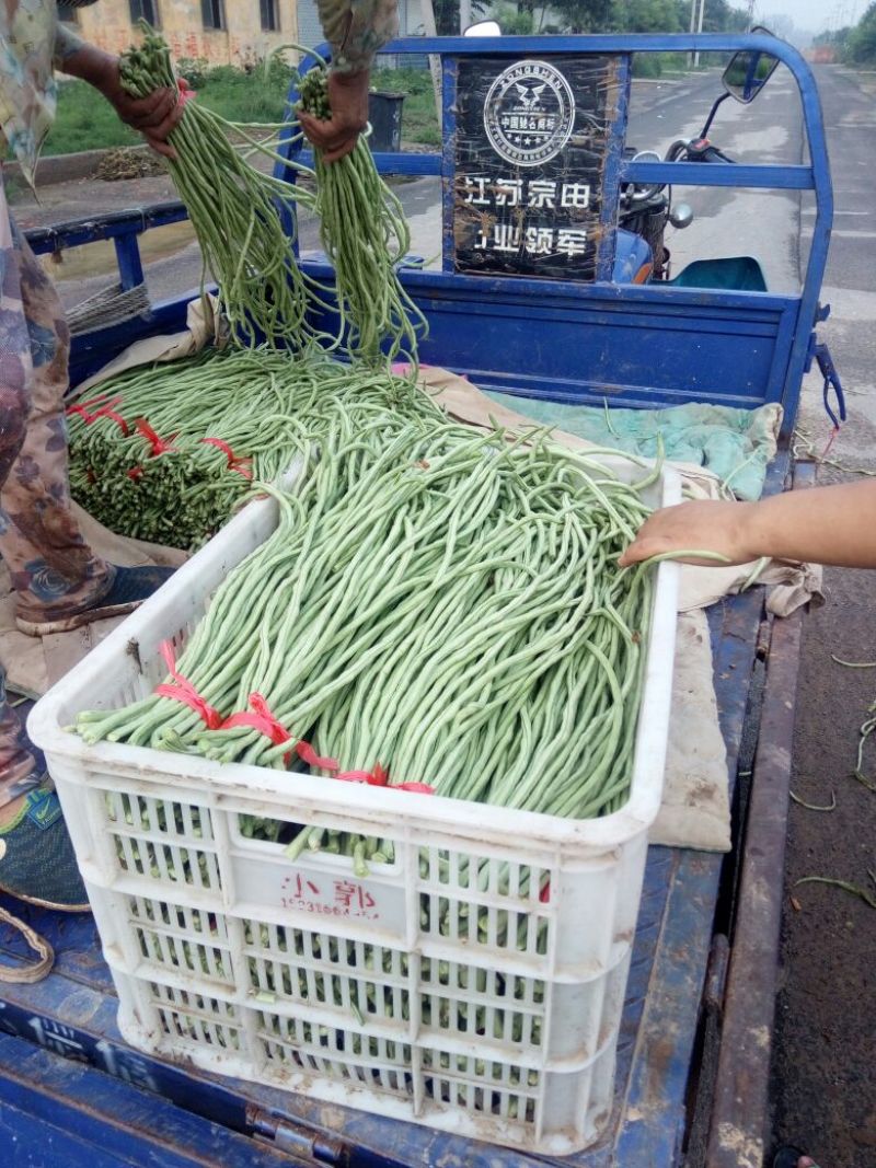 万亩优质大棚长豆角，可对接商超，批发，大量供应