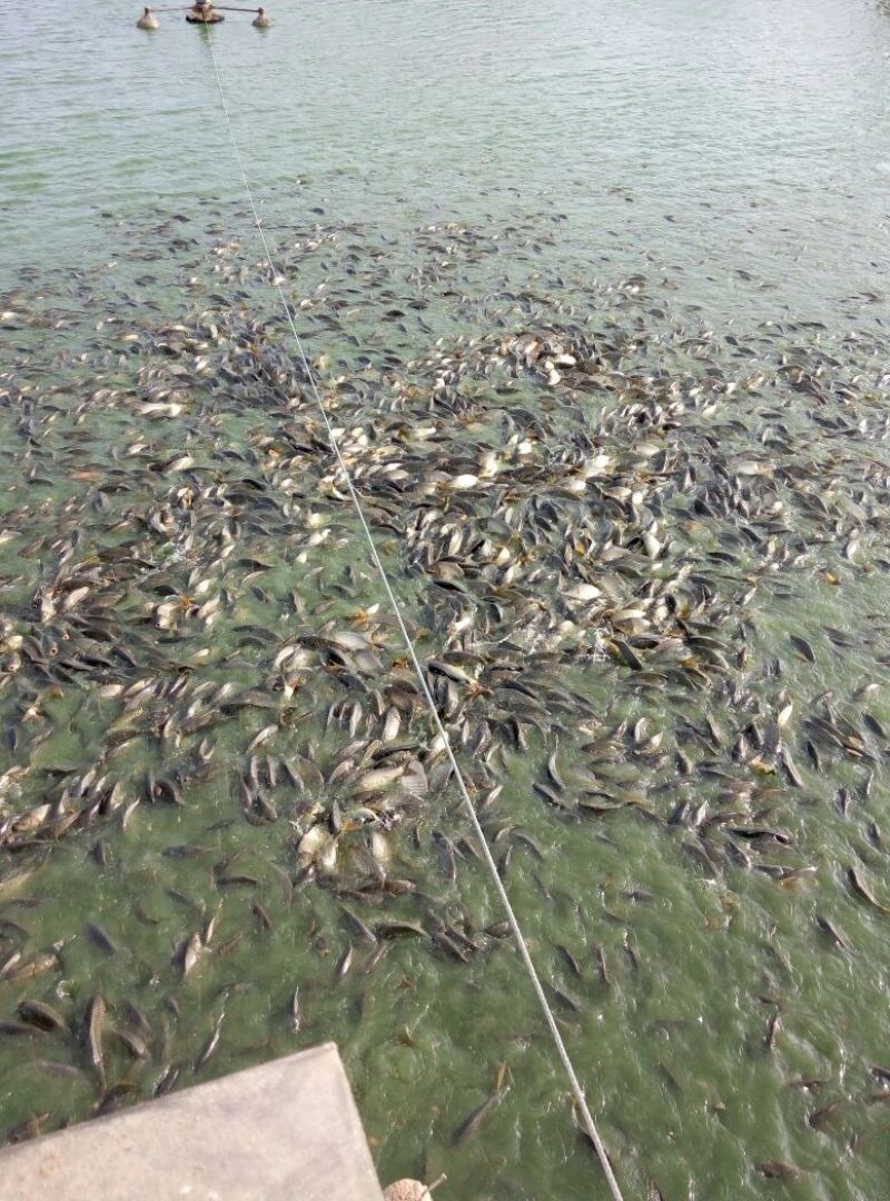 池鲤鱼食用1~2公斤